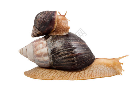 白色背景的两只棕蜗牛高清图片