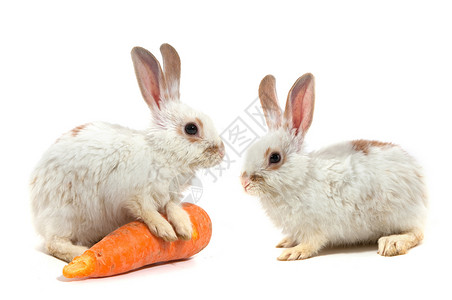 兔子与胡萝卜白小兔子在背景中孤立背景