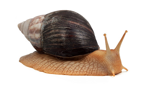 白色背景的一只棕蜗牛高清图片
