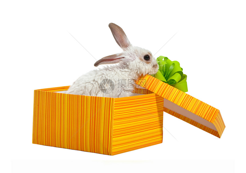 黄盒里带丝的兔子图片