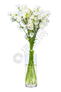白色背景的花瓶里的花图片