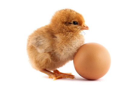 棕色鸡蛋黄色的小鸡蛋在白色背景上被孤立背景
