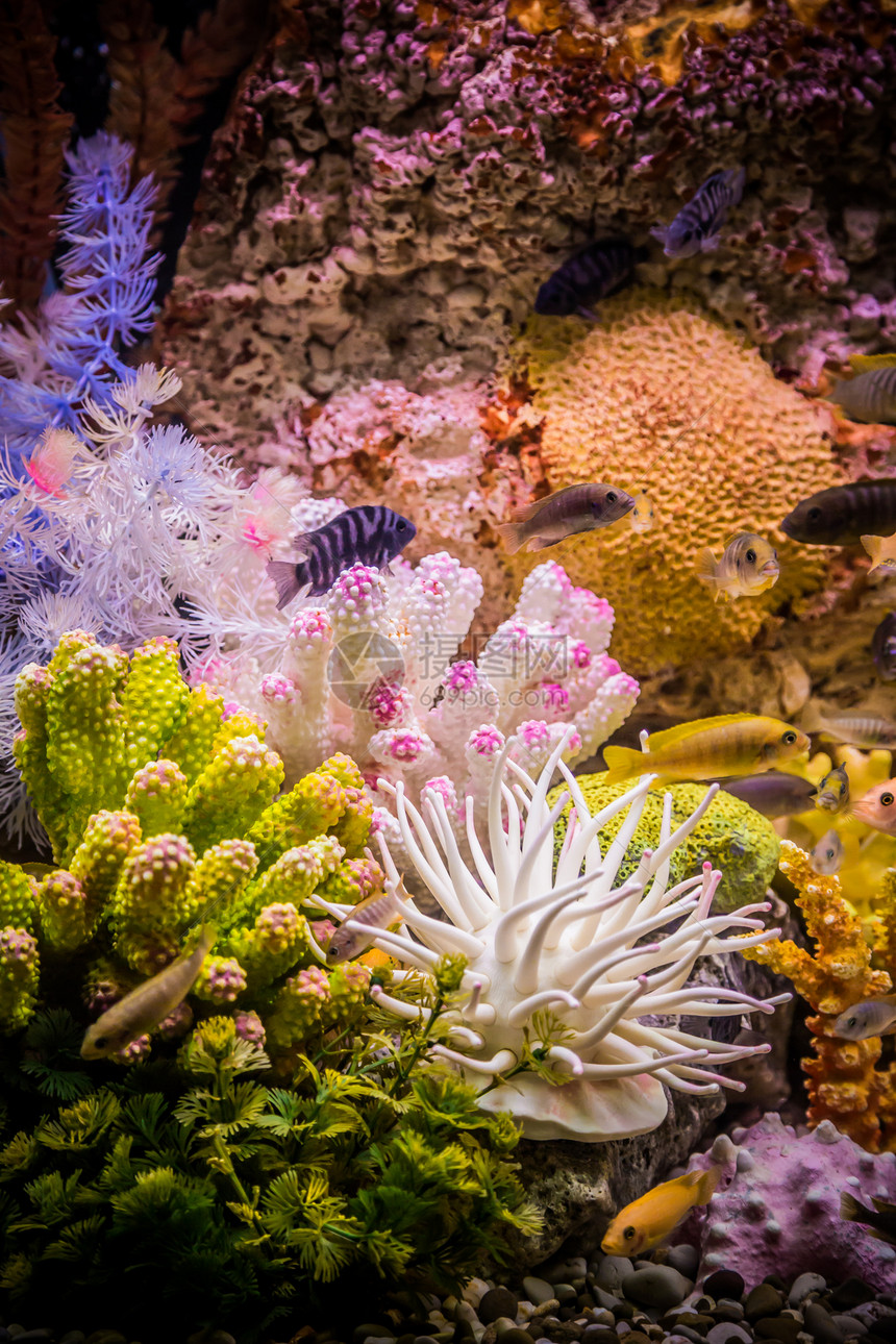 水族馆中美丽的动物鱼图片