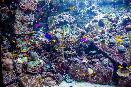 水族馆珊瑚礁上的鱼类照片图片