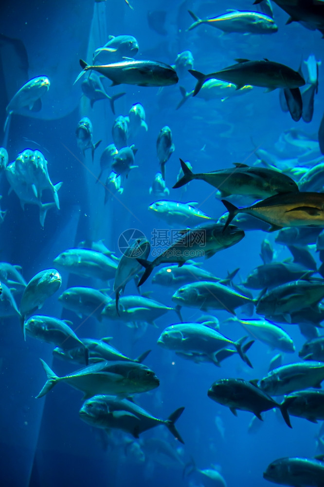 水族馆珊瑚礁上的鱼类照片图片