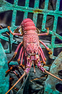 水族馆内的龙虾图片