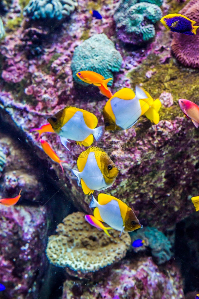 水族馆珊瑚礁上的鱼类照片图片