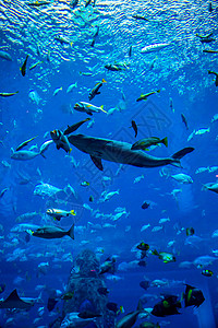 水族馆珊瑚礁上的鱼类照片图片