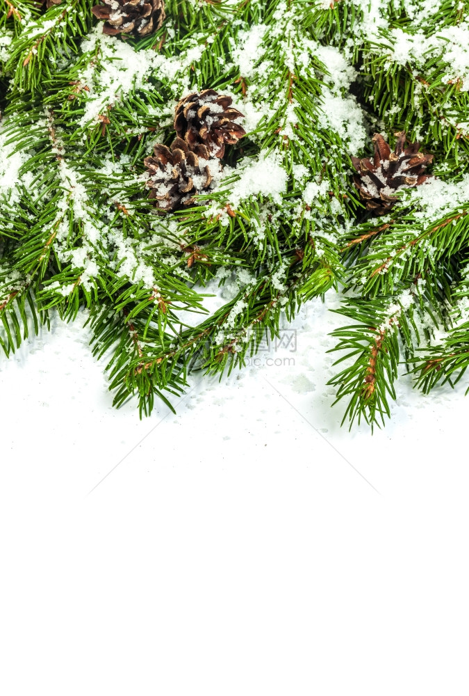 圣诞节背景有雪和锥形孤立在白色上图片