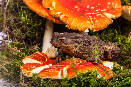 毒蕈菇青蛙坐在森林里的青蛙上背景
