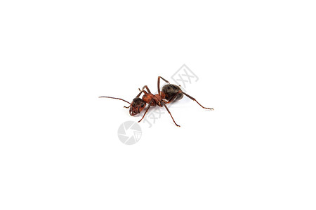 白色背景上孤立的红色大蚂蚁背景图片