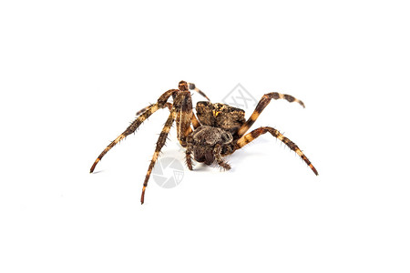 悬而未决的大棕色蜘蛛在whtie背景背景