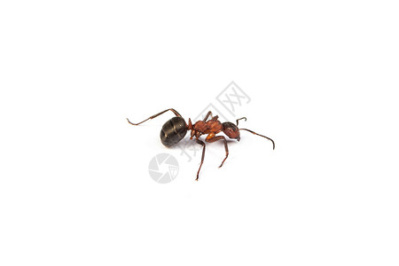 小黄家蚁白色背景上孤立的红色大蚂蚁背景