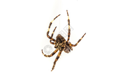 恐怖大蜘蛛3d动画大棕色蜘蛛在whtie背景背景
