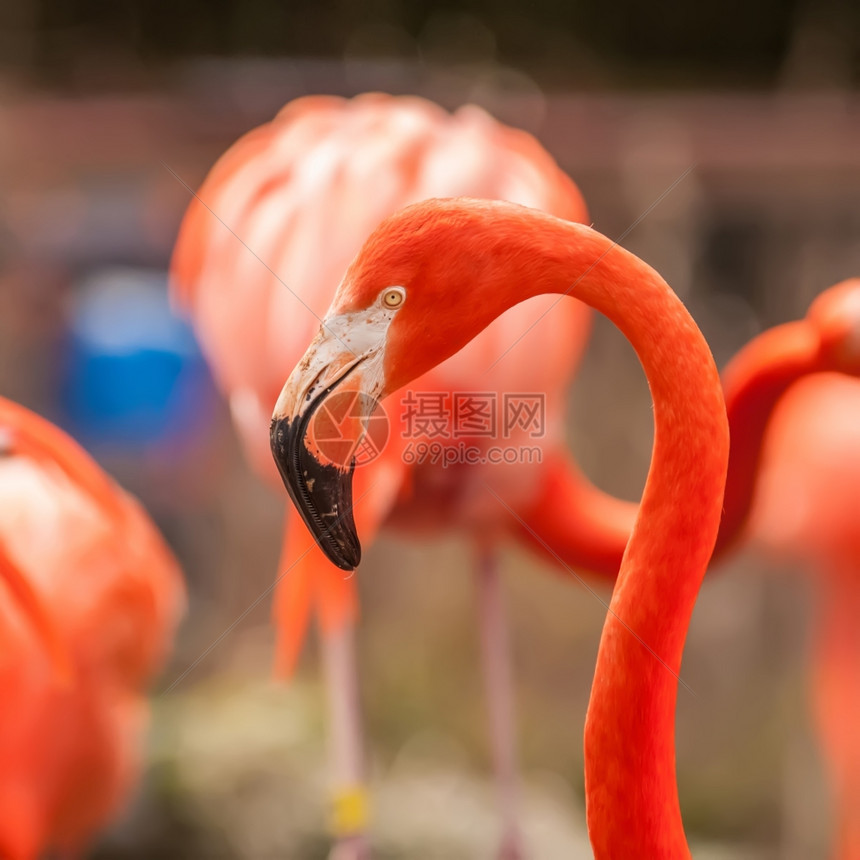 动物园的粉红火烈鸟图片