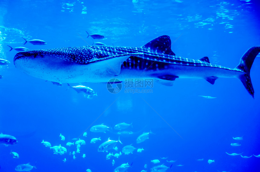 在水族馆游泳的鲨鱼图片