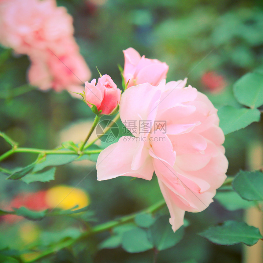 花朵中的粉红玫瑰具有反向过滤效果图片