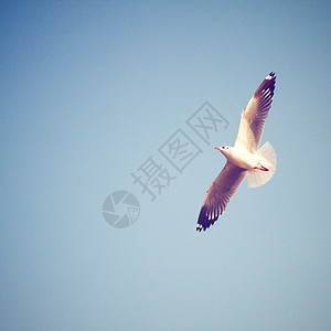 蓝色天空的海鸥带反转过滤效果图片
