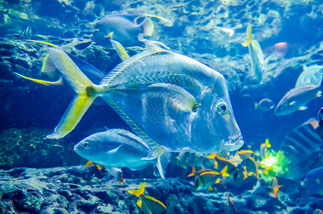 海洋中的鱼或水族馆高清图片