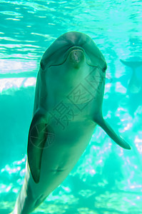 海豚装扮成摄像头特辑背景图片