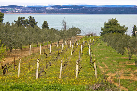 葡萄园和橄榄树在croati湖边的葡萄园和橄榄树旁图片