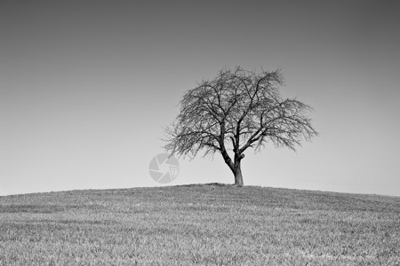 农村山上一棵白黑树背景图片
