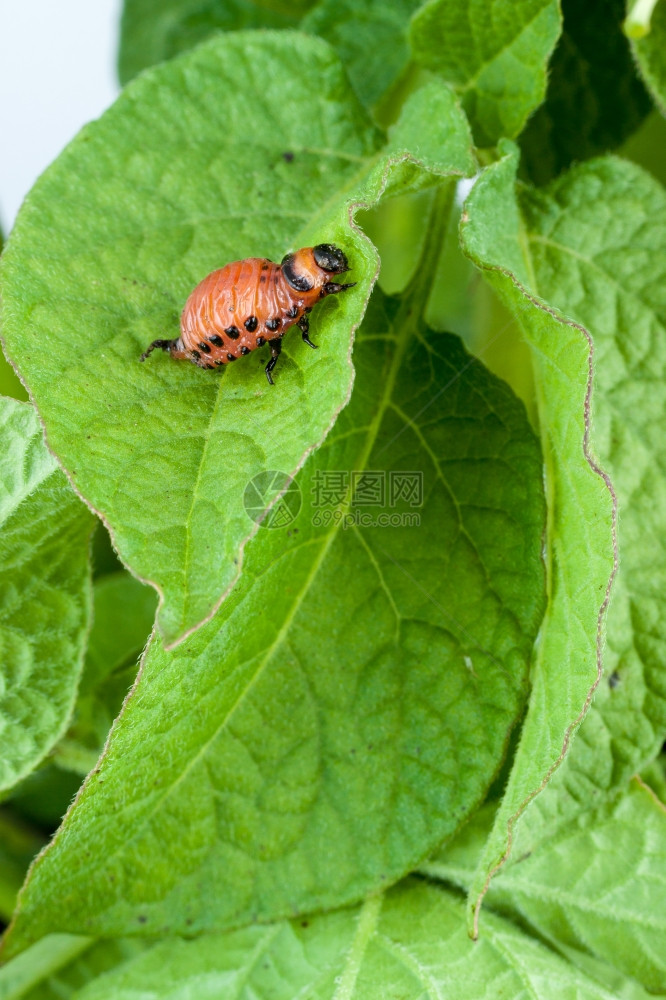 土豆绿色叶子上的红甲虫图片