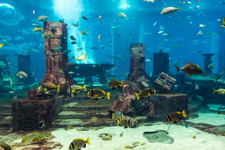 水族馆珊瑚礁上的热带鱼类照片图片