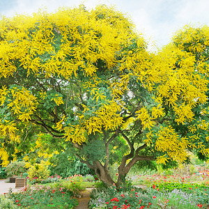 夏季公园有开着黄花的树背景图片