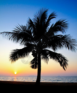 椰子枣树在日出时朝天飘转图片