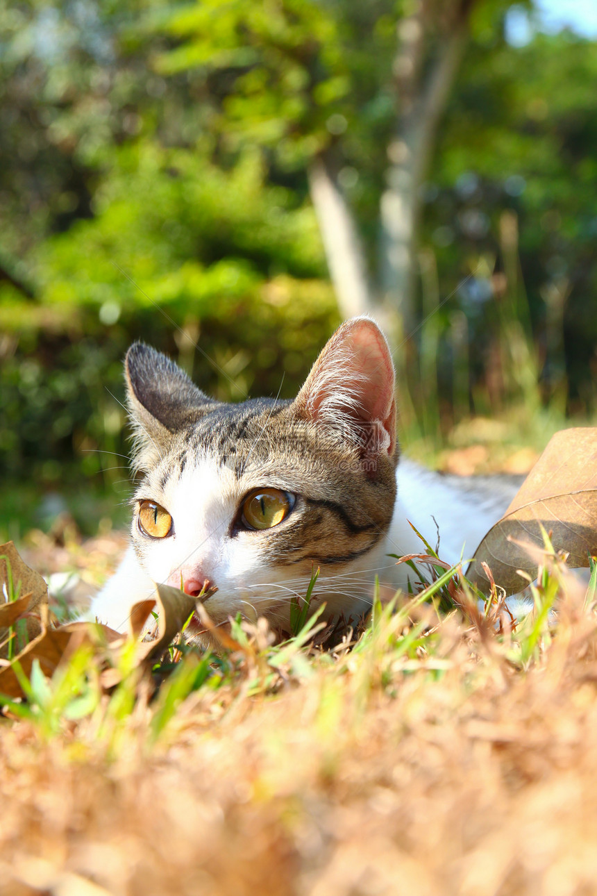 一只孤单的猫躺在花园里的草地上图片