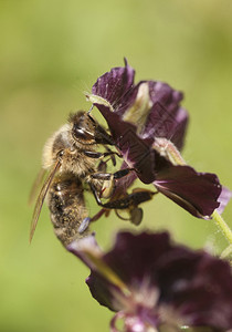 勤劳的动物蜜蜂采集花粉图片