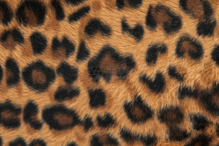 豹皮或美洲肤形态背景图片