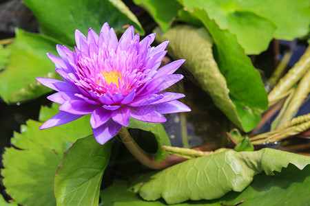 池塘里盛开的睡莲背景图片