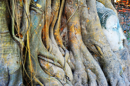 在泰国大城府的大乘寺被困在树根上的石佛头图片