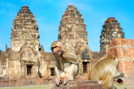 两只动物猴子在Khmer寺庙图片