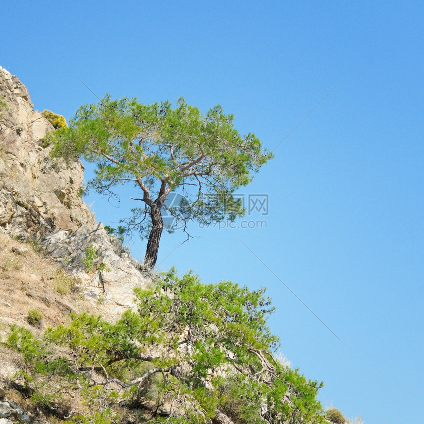 山边和蓝天空上的松树图片