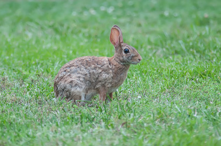 草地里的动物野兔图片