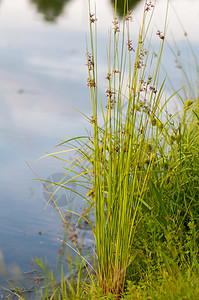 湖边的花丛植物图片