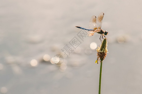 立在花上的小动物蜻蜓图片