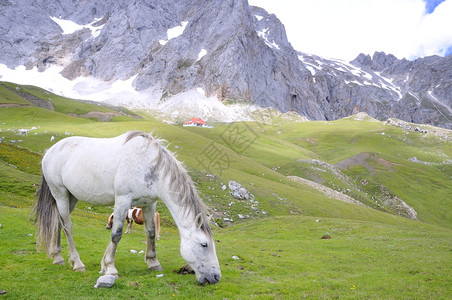 马昌恩动物野马在欧洲的皮克斯西班牙背景