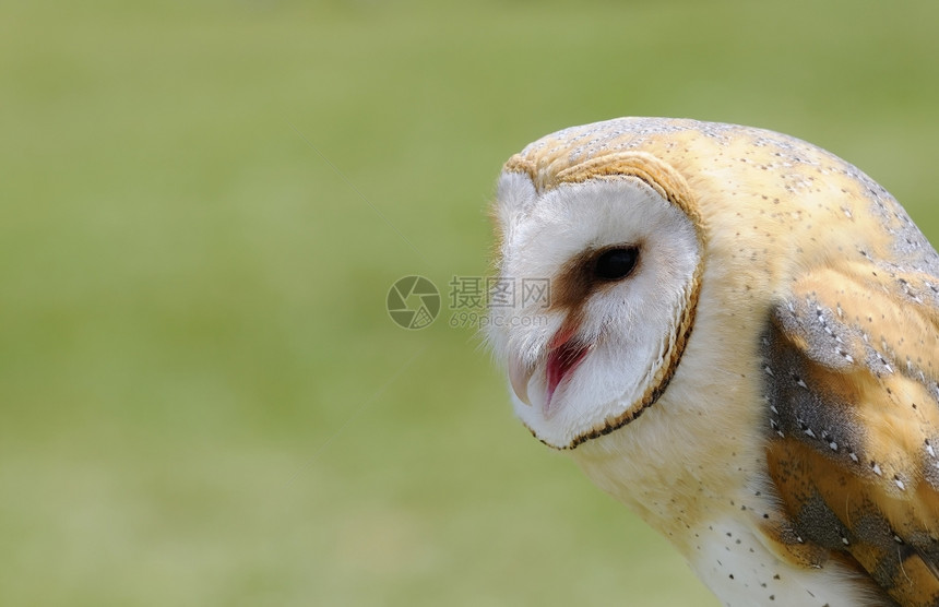 绿背景的谷仓猫头鹰图片