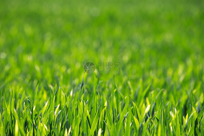田野的绿色草质图片