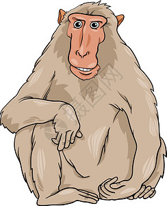 滑稽漫画猴子灵长类动物的漫画插图图片