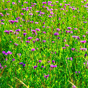 夏季田地的紫色花朵图片