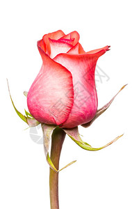 白色背景上美丽的玫瑰宏图片