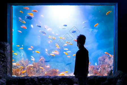 一个男孩在水族馆前面的满是鱼男孩脚影图片