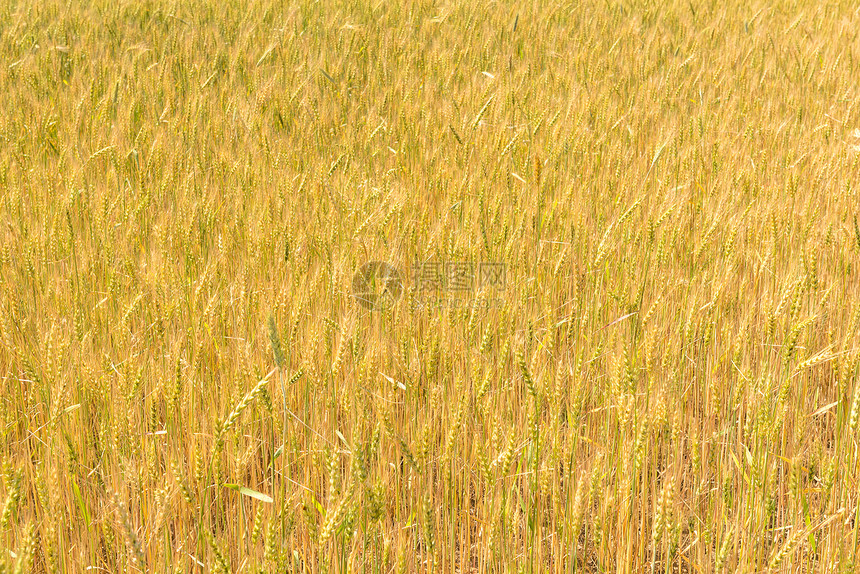 俄罗斯夏季田地里成熟的麦子图片