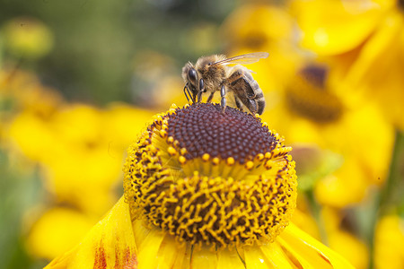 菊花和蜜蜂
图片