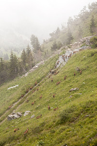在法国高尚的萨维埃大山棕色羊背景图片